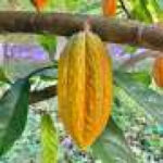 Chocolate’s new climate threat: Too much rain