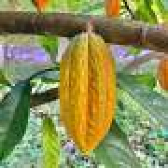 Chocolate’s new climate threat: Too much rain