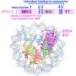 Cancer-linked protein binds to chromosome in unexpected way, study finds