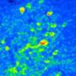 Learning reorganizes neural activity patterns to help distinguish important smells