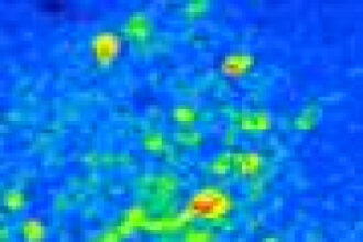 Learning reorganizes neural activity patterns to help distinguish important smells