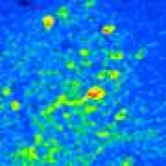 Learning reorganizes neural activity patterns to help distinguish important smells