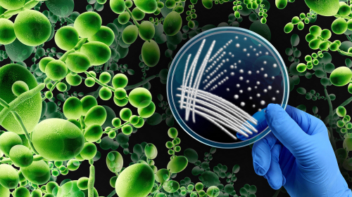 Multidrug-Resistant Yeast Often Transferred to Hospital Workers’ Gloves, Gowns