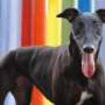 Greyhound racing just turned 100, and says its dogs are fine. But are they?