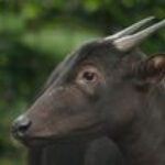 The Elusive Anoa Is an Endangered Dwarf Buffalo That Stands Under 3 Feet Tall