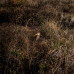 The Incredible Journey of a Migratory Shorebird