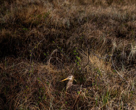 The Incredible Journey of a Migratory Shorebird