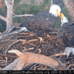 Bald eagles Shadow and Kaydee share sticks and ‘beaky kisses’