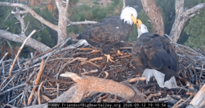 Bald eagles Shadow and Kaydee share sticks and ‘beaky kisses’