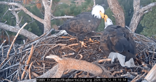 Bald eagles Shadow and Kaydee share sticks and ‘beaky kisses’