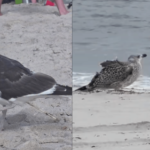 Bamboo skewer safely removed from a bird’s cloaca in New York