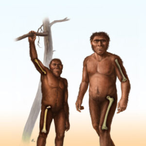 Fossil Evidence Suggests Early Homo Had Abandoned Tree-Climbing by 1.8 Million Years Ago
