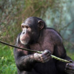 Chimps Hand Down Tools Across Generations