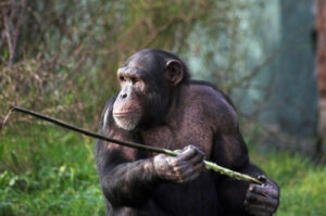 Chimps Hand Down Tools Across Generations