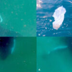 Humpback Whales Grieve for Lost Offspring, Video Evidence Shows