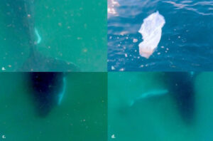 Humpback Whales Grieve for Lost Offspring, Video Evidence Shows