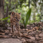 Congratulations, World: A New Supercute Cat Species Has Been Found