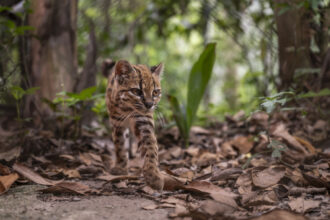Congratulations, World: A New Supercute Cat Species Has Been Found