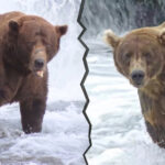 The Fat Bear Week 2026 bracket is here and chunkier than ever