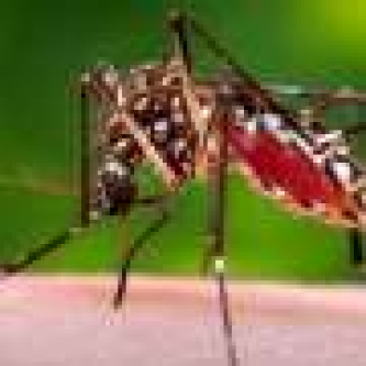 Florida confirms a death from dengue as the state struggles with one of its worst recent outbreaks