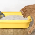 Scientists discover a hidden “ID card” in cat urine