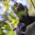 Opera singers and shrieking lemurs share vocalization strategies