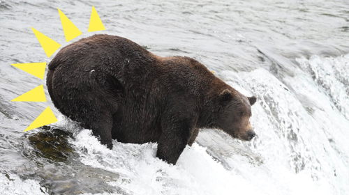 Walker and his big booty fight for Fat Bear Week glory