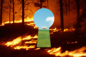 The Sheep That Stop Wildfires