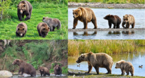 Fat Bear Week Day 1: It’s a battle of the moms and single females