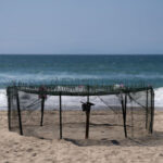 Agency says sea turtle eggs laid on California beaches are a first for the US West Coast