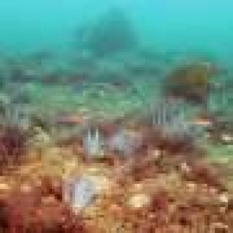 Why a healthy seafloor matters for the Earth system