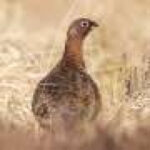 Hunting broadly not responsible for birds declining across Europe, study finds