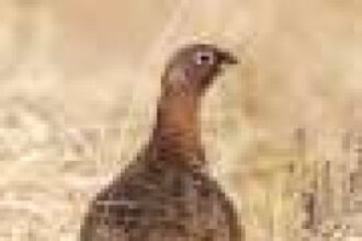Hunting broadly not responsible for birds declining across Europe, study finds