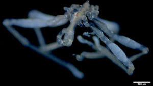 Sea spider with hairy feet, three lips, and red eyes found in Canada