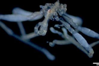 Sea spider with hairy feet, three lips, and red eyes found in Canada