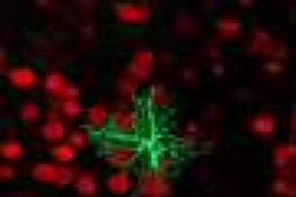 Astrocytes could help track the timing of frightening experiences