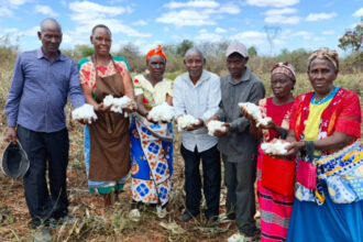 Kenya: Better Prices Lure Kitui Farmers Back to Cotton