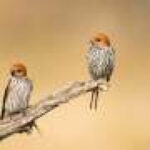 Using birding to improve stroke outcomes