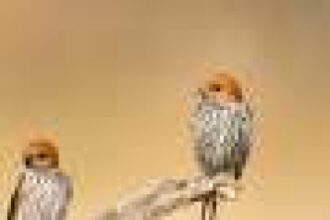 Using birding to improve stroke outcomes