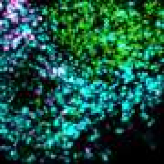 Newfound brain circuit coordinates eating and energy burning when temperatures drop