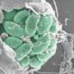 Breaking and entering: How parasites prepare host cells for invasion