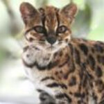First New Cat Species in a Century, an mRNA Flu Vaccine, and Earth's Magnetic Field Could Affect How We Age