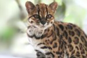 First New Cat Species in a Century, an mRNA Flu Vaccine, and Earth's Magnetic Field Could Affect How We Age