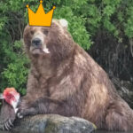 Bear #89 (Backpack) wins Fat Bear Week 2026