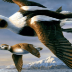 Since 1934, the Federal Duck Stamp has raised $1.3 billion for habitat conservation