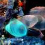 How sea squirts perceive underwater noise