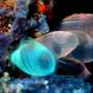 How sea squirts perceive underwater noise