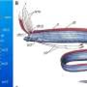 Mysterious oarfish’s fins inspire large underwater robot design