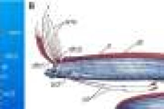 Mysterious oarfish’s fins inspire large underwater robot design